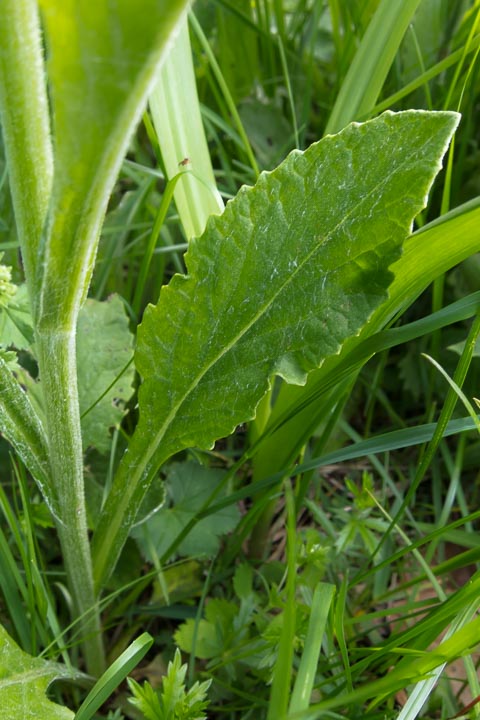 Tephroseris italica / Senecio italico